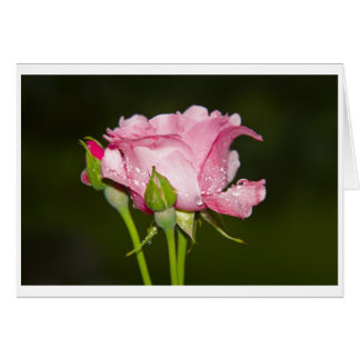 rosarote Rose Grusskarte