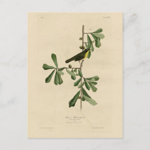 Roscoe's gele keel, Amerikaanse vogels Briefkaart