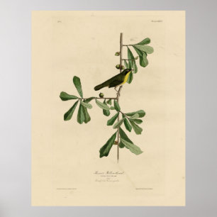 Roscoe's gele keel, Amerikaanse vogels Poster