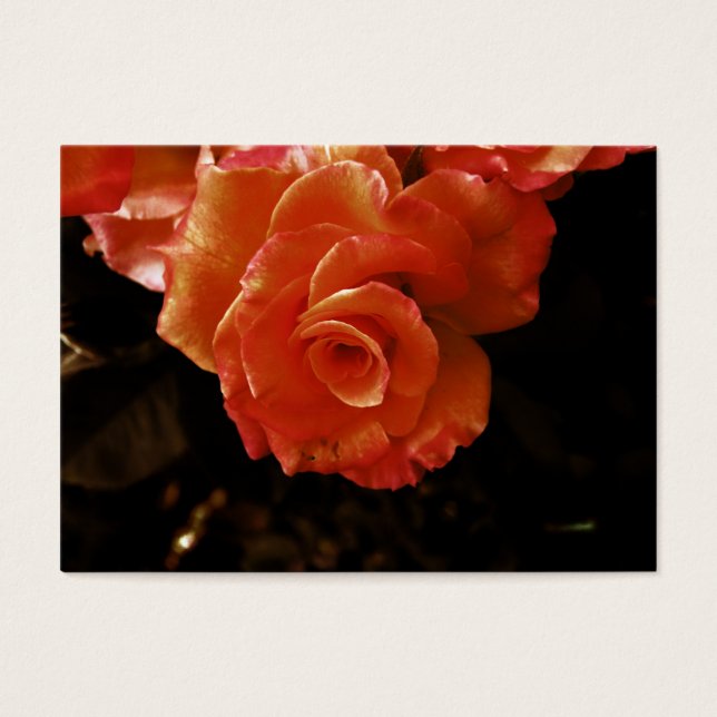 rose (Devant)