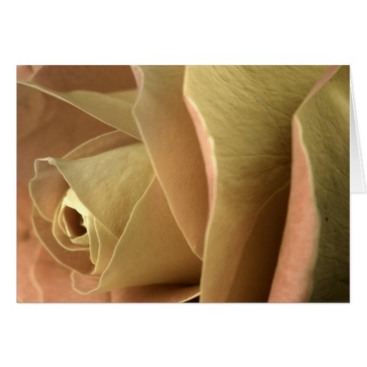 Rose (Devant horizontal)