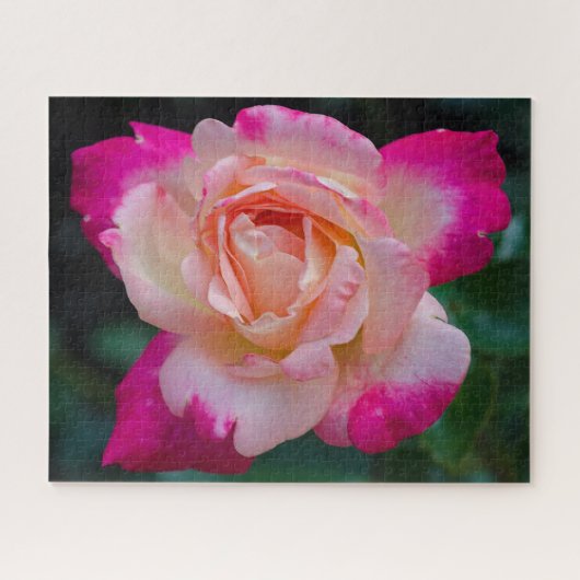 Rose à thé hybride Circus Knie Jigsaw Puzzle (Horizontal)
