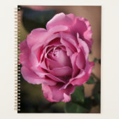 Rose Angel Face (Devant)