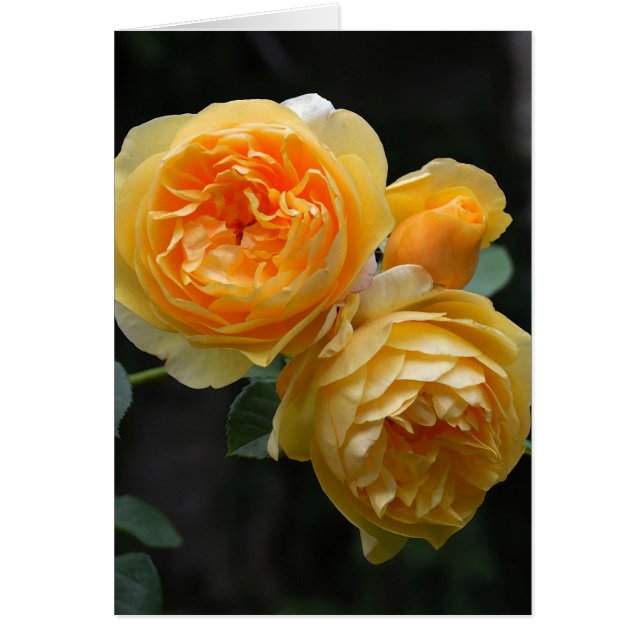 Rose anglais jaune (Devant)