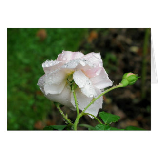 Rose antique 2