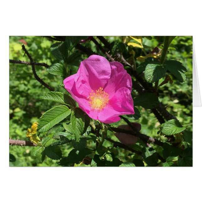 Rose antique FARMphemera.com CARD ©dheller2018 (Devant horizontal)