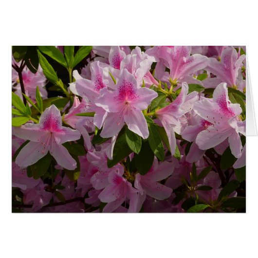 Rose Azalea Bush printemps floral (Devant horizontal)