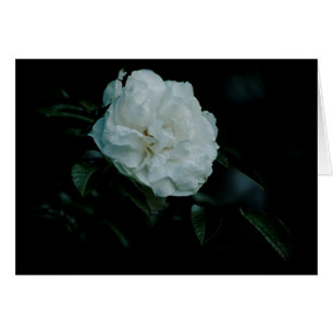 Rose blanche