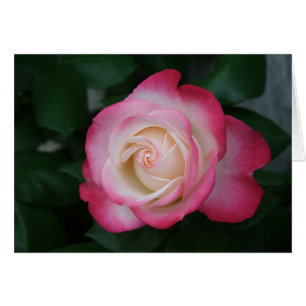 Rose blanche
