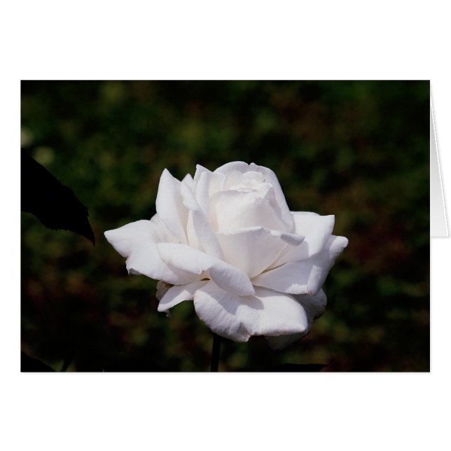 Rose blanche (Devant horizontal)