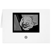 Rose blanche (Dos Horizontal)