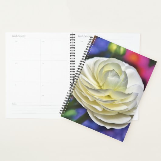 Rose blanche (Devant avec enveloppe)