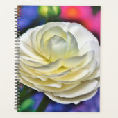 Rose blanche (Devant)