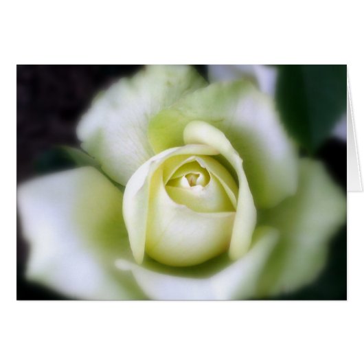 Rose blanche Soft Focus (Devant horizontal)
