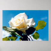 Rose blanche sous affiche bleu ciel (Devant)