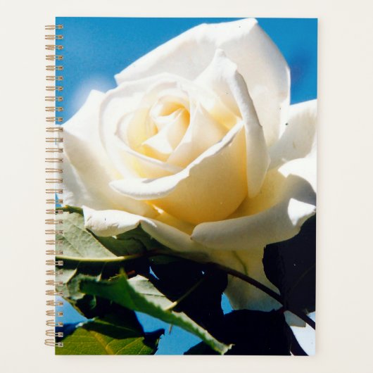 Rose blanche sous ciel bleu (Devant)