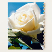 Rose blanche sous ciel bleu (Dos)