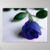 Rose bleu - Poster (Devant)