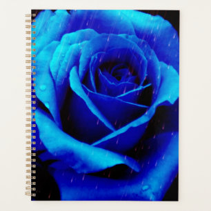 Rose bleu spectaculaire