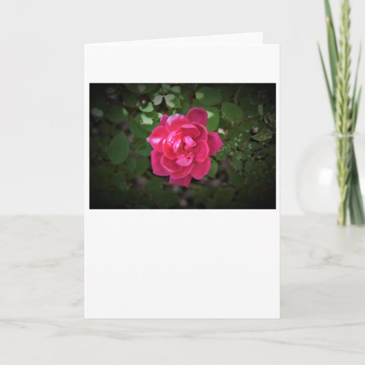 Rose, carte (Devant)