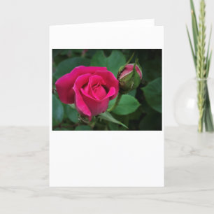 Rose, carte
