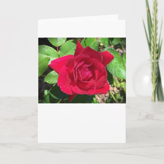 Rose, carte (Devant)