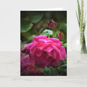 Rose, carte