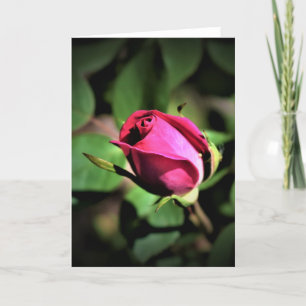 Rose, carte