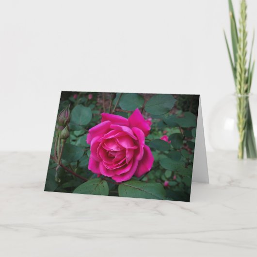 Rose, carte (Devant)