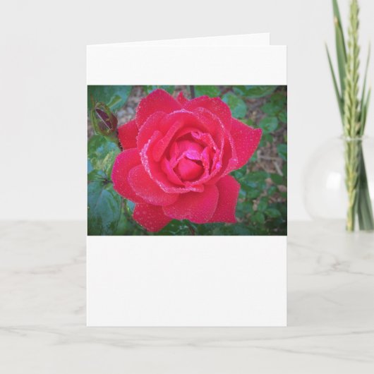 Rose, carte (Devant)