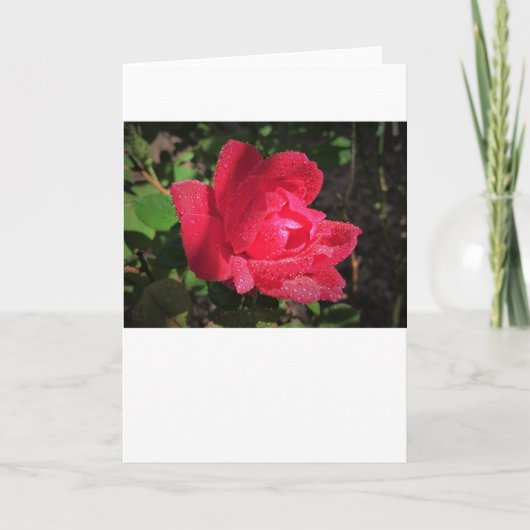 Rose, carte (Devant)