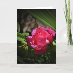 Rose, carte