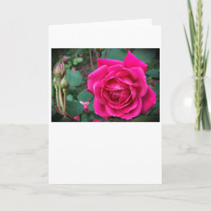 Rose, carte