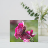 Rose Carte Postale - Grâce Magenta (Debout devant)