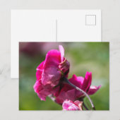 Rose Carte Postale - Grâce Magenta (Devant / Derrière)