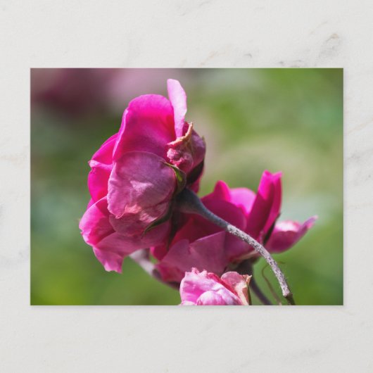 Rose Carte Postale - Grâce Magenta (Devant)