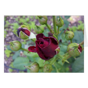 Rose de Bourgogne après la pluie