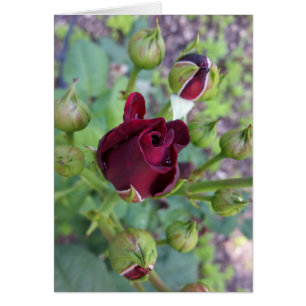 Rose de Bourgogne après la pluie