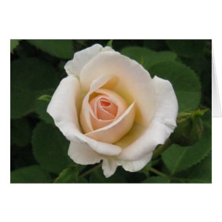 Rose de crème vierge