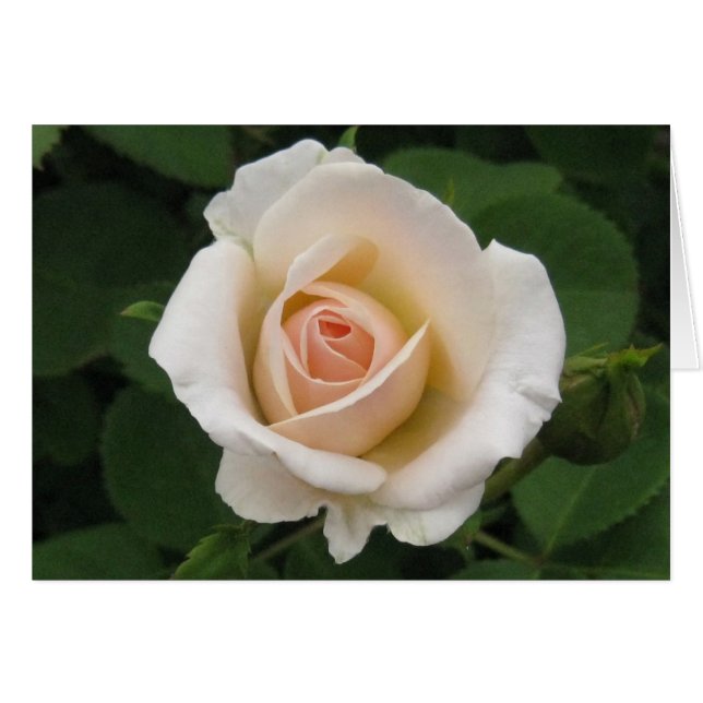 Rose de crème vierge (Devant horizontal)