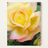 Rose de la paix (Dos)