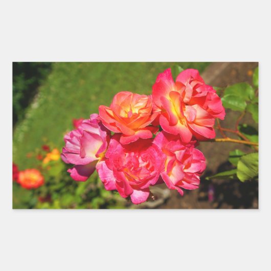 Rose de manteau Joseph n° 1-2 Stickers (Devant)