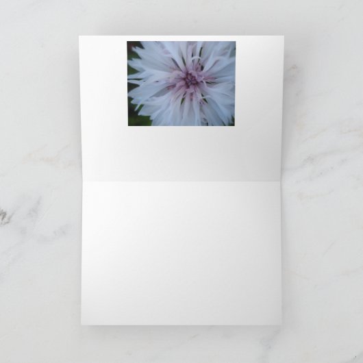 Rose de Merci (Intérieur)