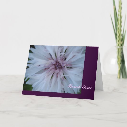 Rose de Merci (Devant)