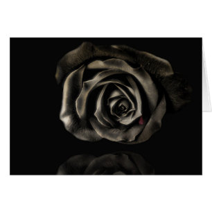 Rose de noir de vampire