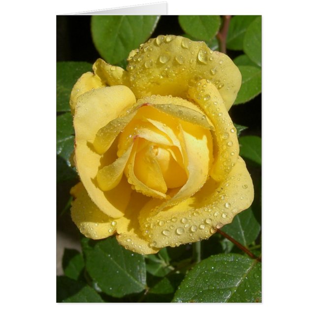Rose de pluie jaune (Devant)