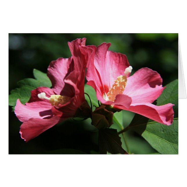 Rose de Sharon (Devant Horizontal)