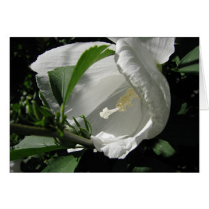 Rose de Sharon blanc