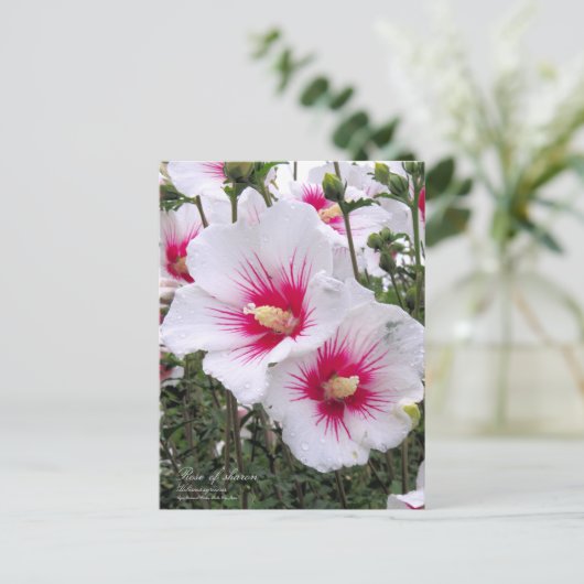 Rose de sharon : Carte postale (Debout devant)