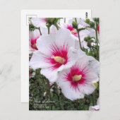 Rose de sharon : Carte postale (Devant / Derrière)